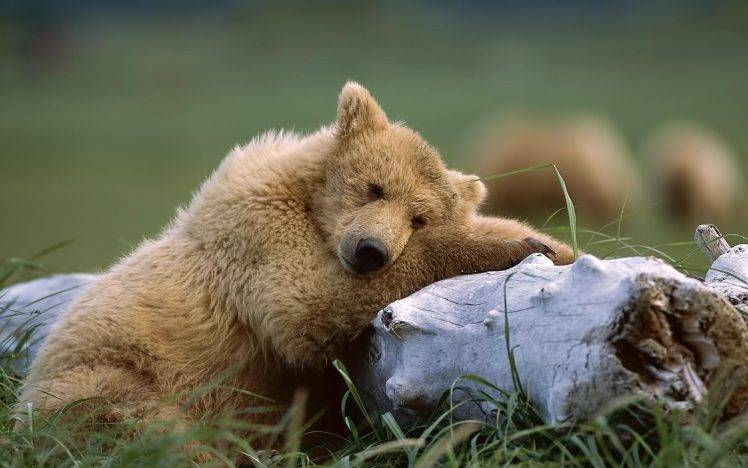 bears, Animals, Nature, Polar Bears HD Wallpaper Desktop Background