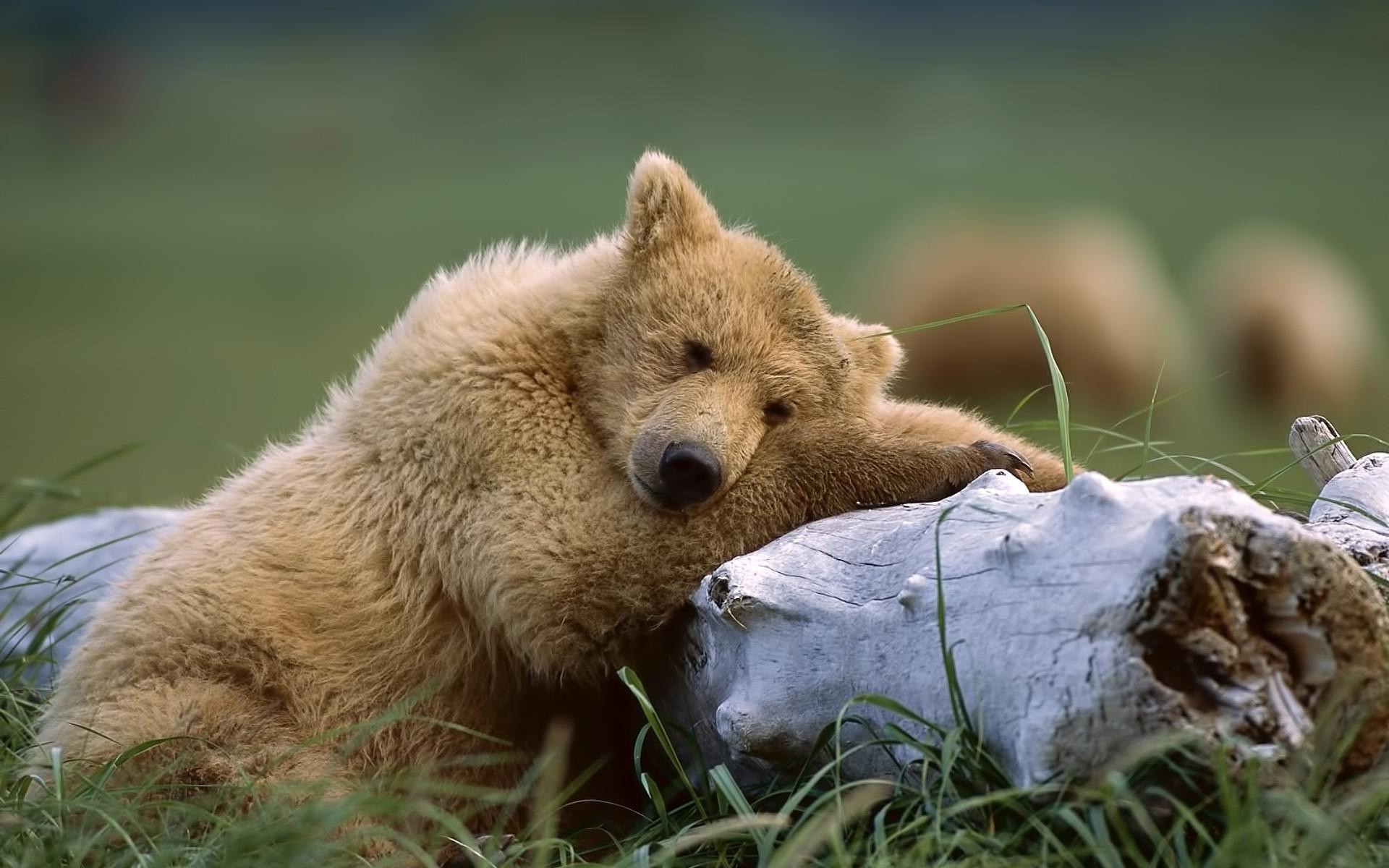 bears, Animals, Nature, Polar Bears Wallpaper