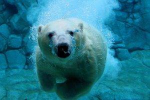 bears, Animals, Nature, Polar Bears, Sea, Water