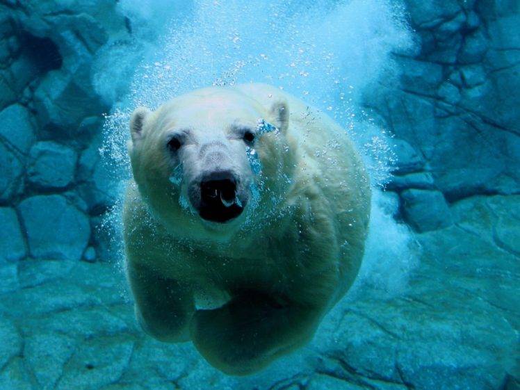 bears, Animals, Nature, Polar Bears, Sea, Water HD Wallpaper Desktop Background