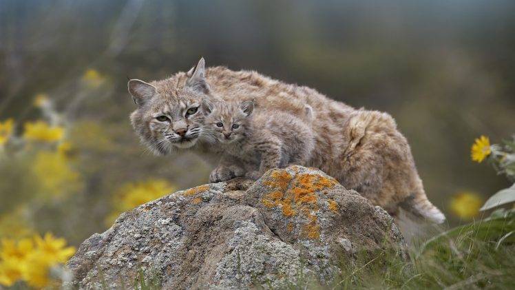 animals, Feline, Nature, Baby Animals, Lynx HD Wallpaper Desktop Background