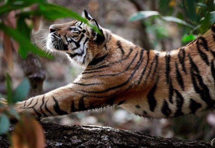 animals, Feline, Nature, Tiger HD Wallpaper Desktop Background