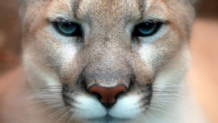animals, Feline, Nature, Pumas HD Wallpaper Desktop Background