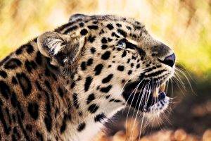 animals, Feline, Nature, Leopard