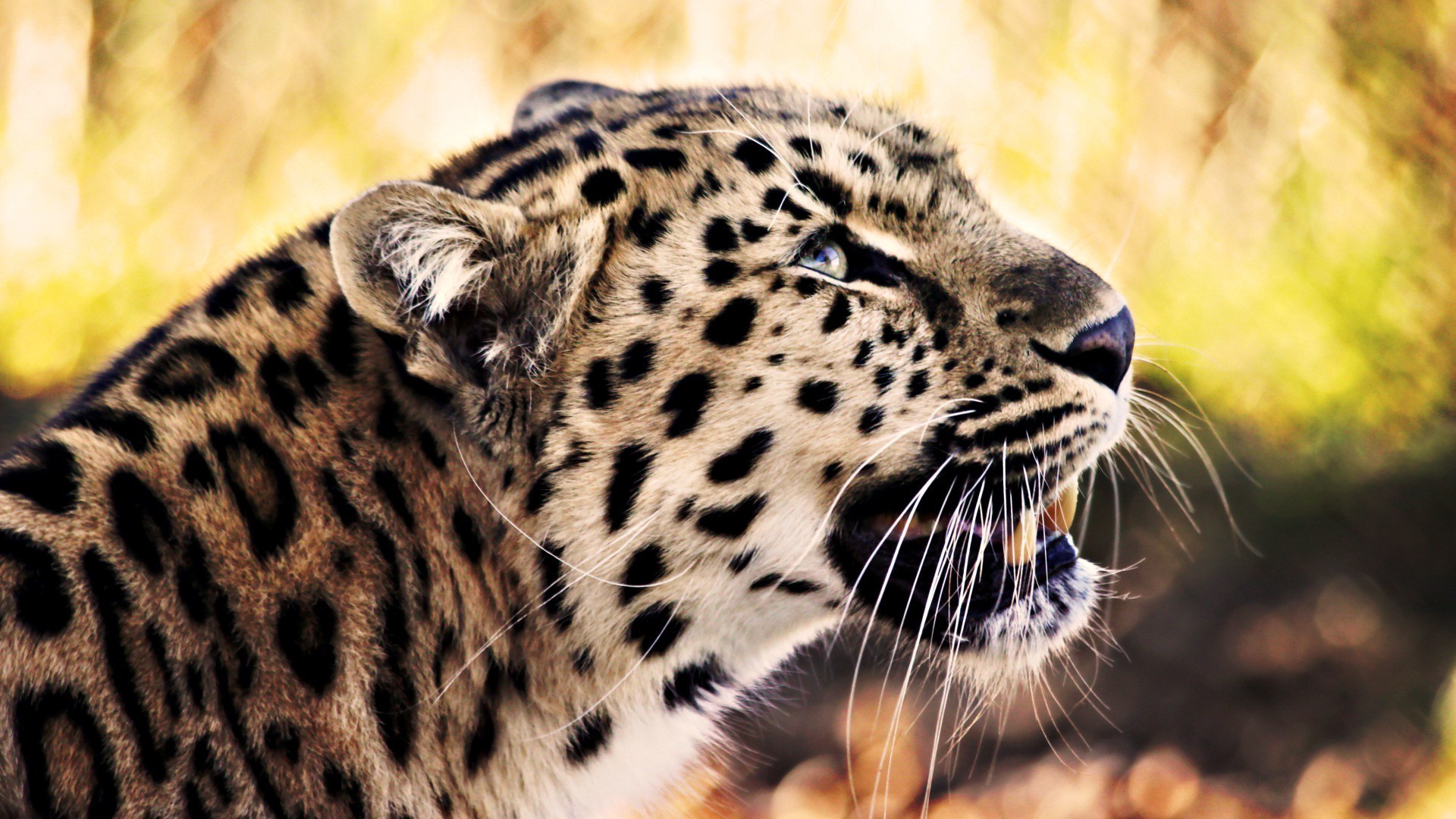 animals, Feline, Nature, Leopard Wallpaper