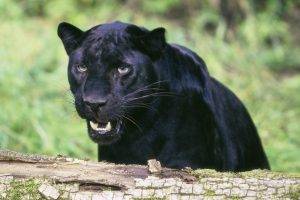 animals, Feline, Nature, Panthers, Pumas