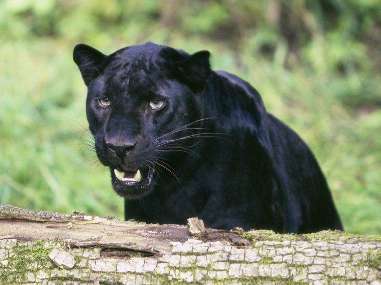 animals, Feline, Nature, Panthers, Pumas HD Wallpaper Desktop Background