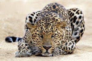 feline, Nature, Jaguars, Cat