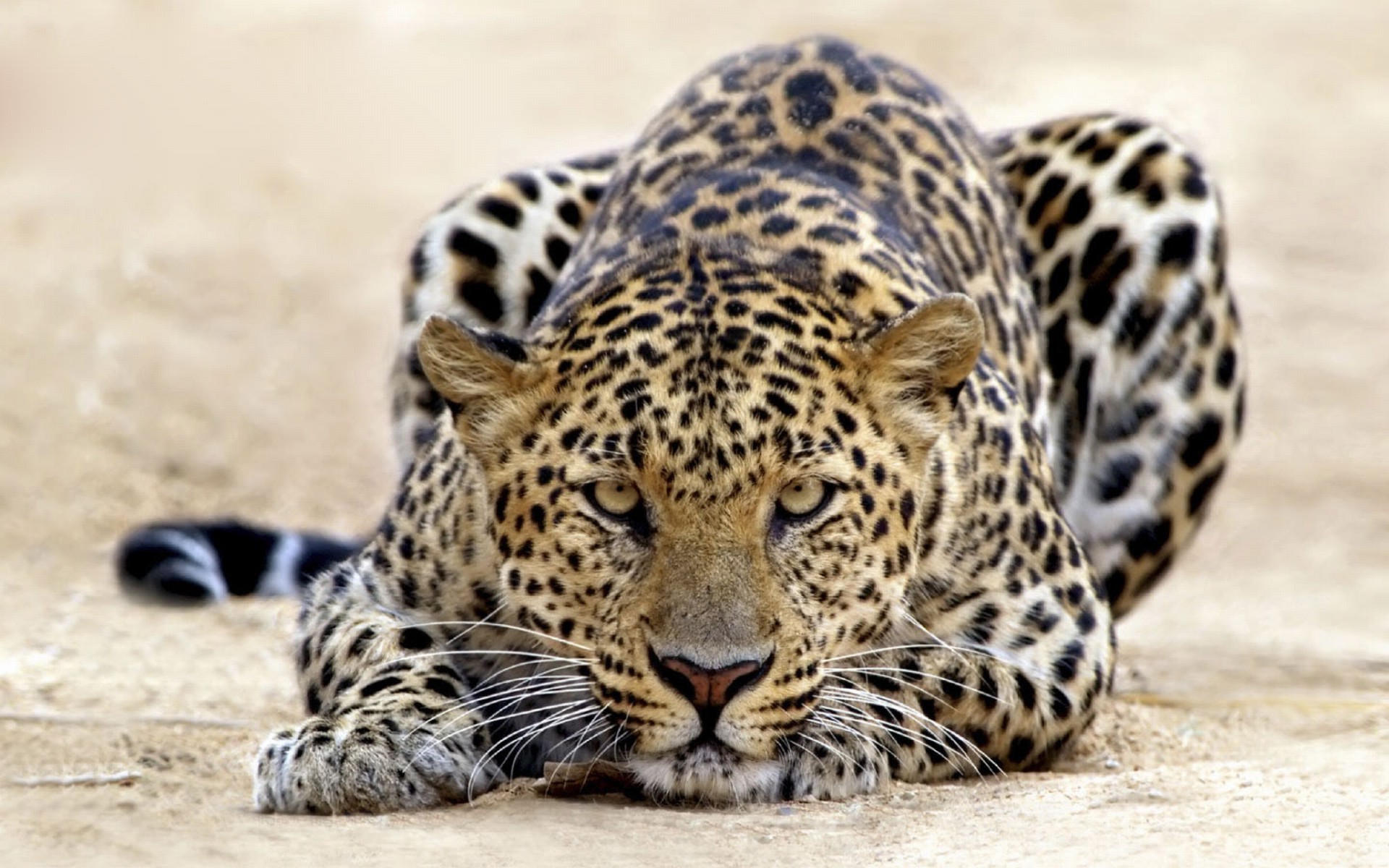 feline, Nature, Jaguars, Cat Wallpaper