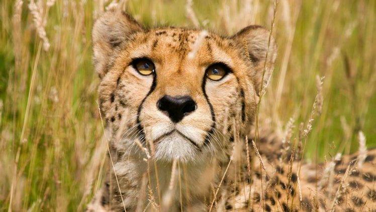 animals, Feline, Nature, Cheetahs HD Wallpaper Desktop Background