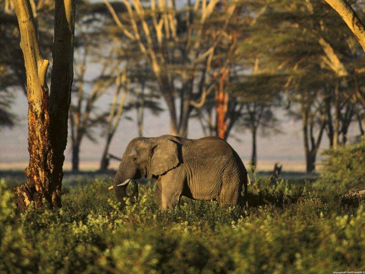 animals, Nature, Elephants HD Wallpaper Desktop Background