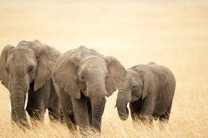 nature, Elephants