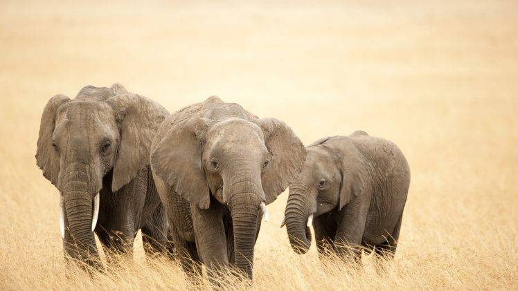 nature, Elephants HD Wallpaper Desktop Background