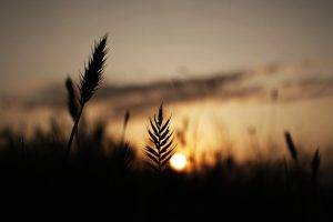 nature, Silhouette, Spikelets
