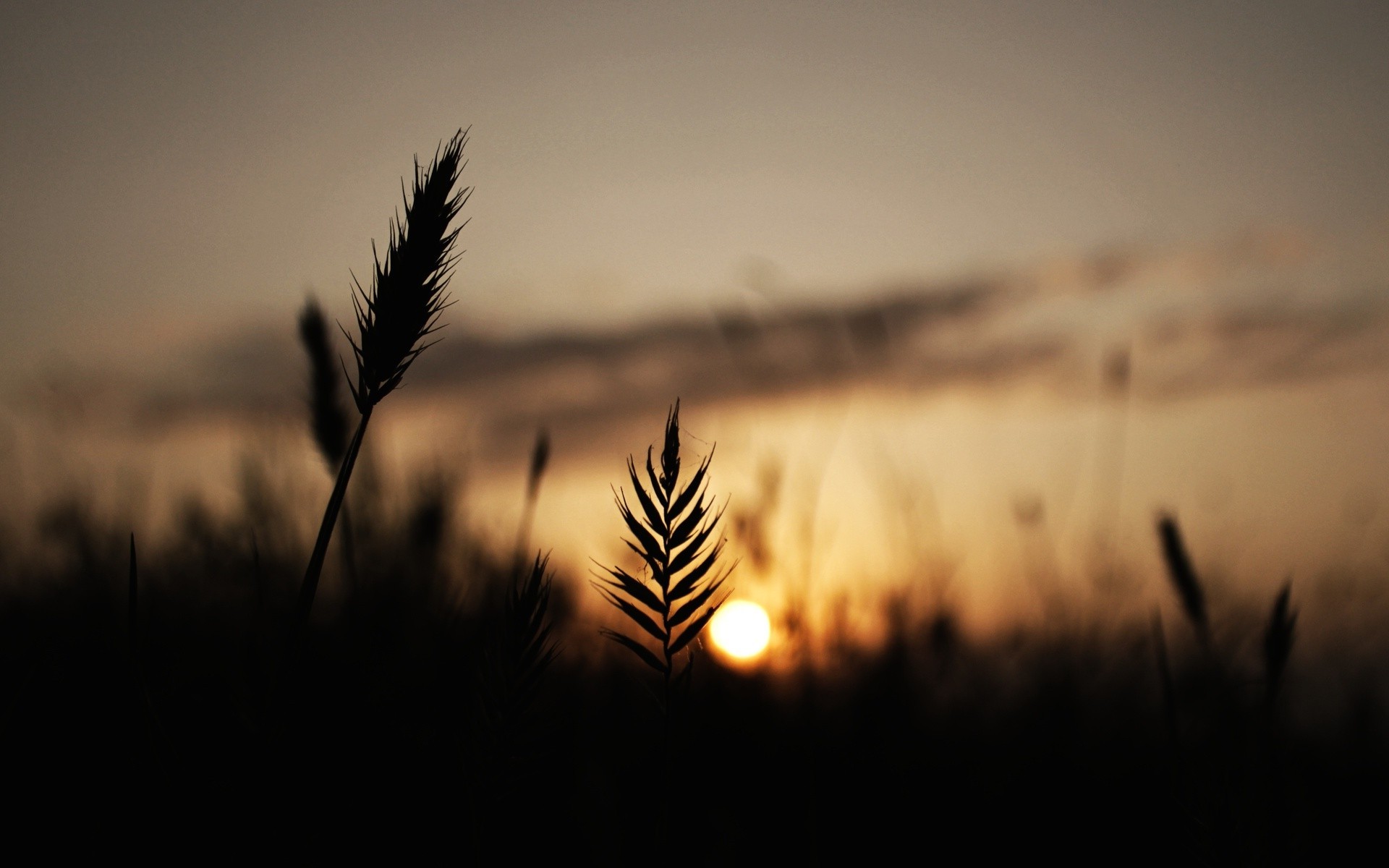 nature, Silhouette, Spikelets Wallpaper