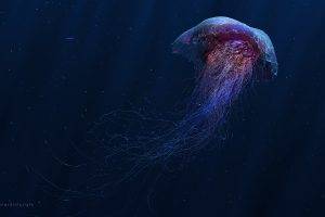 digital Art, Jellyfish
