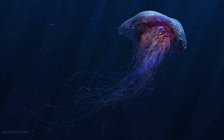 digital Art, Jellyfish HD Wallpaper Desktop Background