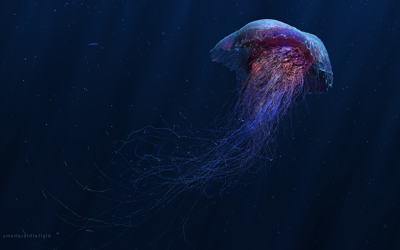 digital Art, Jellyfish Wallpaper