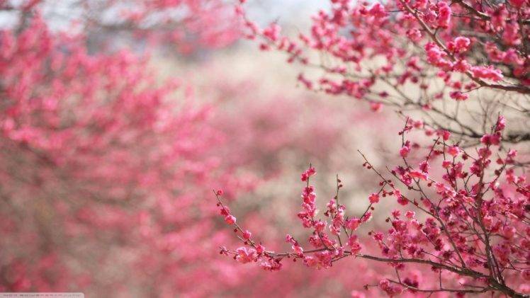 cherry Blossom, Japan, Flowers, Pink Flowers HD Wallpaper Desktop Background