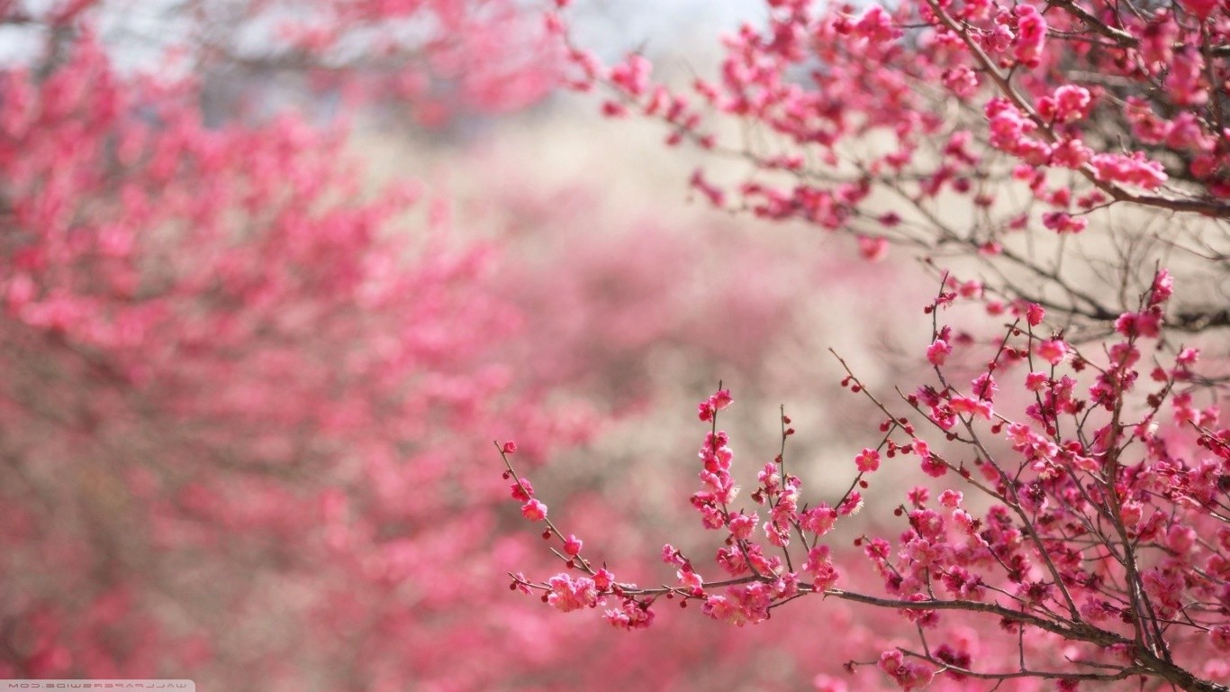 cherry Blossom, Japan, Flowers, Pink Flowers Wallpaper