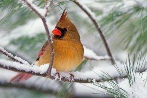 birds, Animals, Nature, Feathers, Wings, Cardinals, Snow