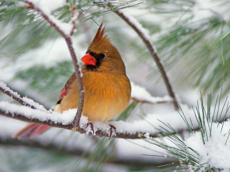 birds, Animals, Nature, Feathers, Wings, Cardinals, Snow HD Wallpaper Desktop Background