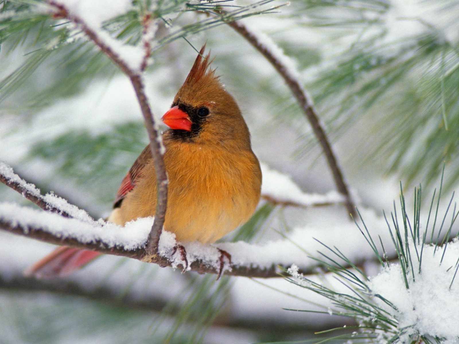 birds, Animals, Nature, Feathers, Wings, Cardinals, Snow Wallpaper
