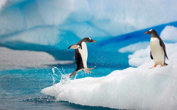 animals, Penguins, Ice, Birds HD Wallpaper Desktop Background