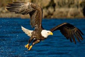 animals, Eagle, Birds, Water