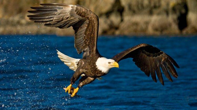 animals, Eagle, Birds, Water HD Wallpaper Desktop Background