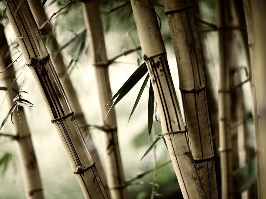 nature Wallpaper