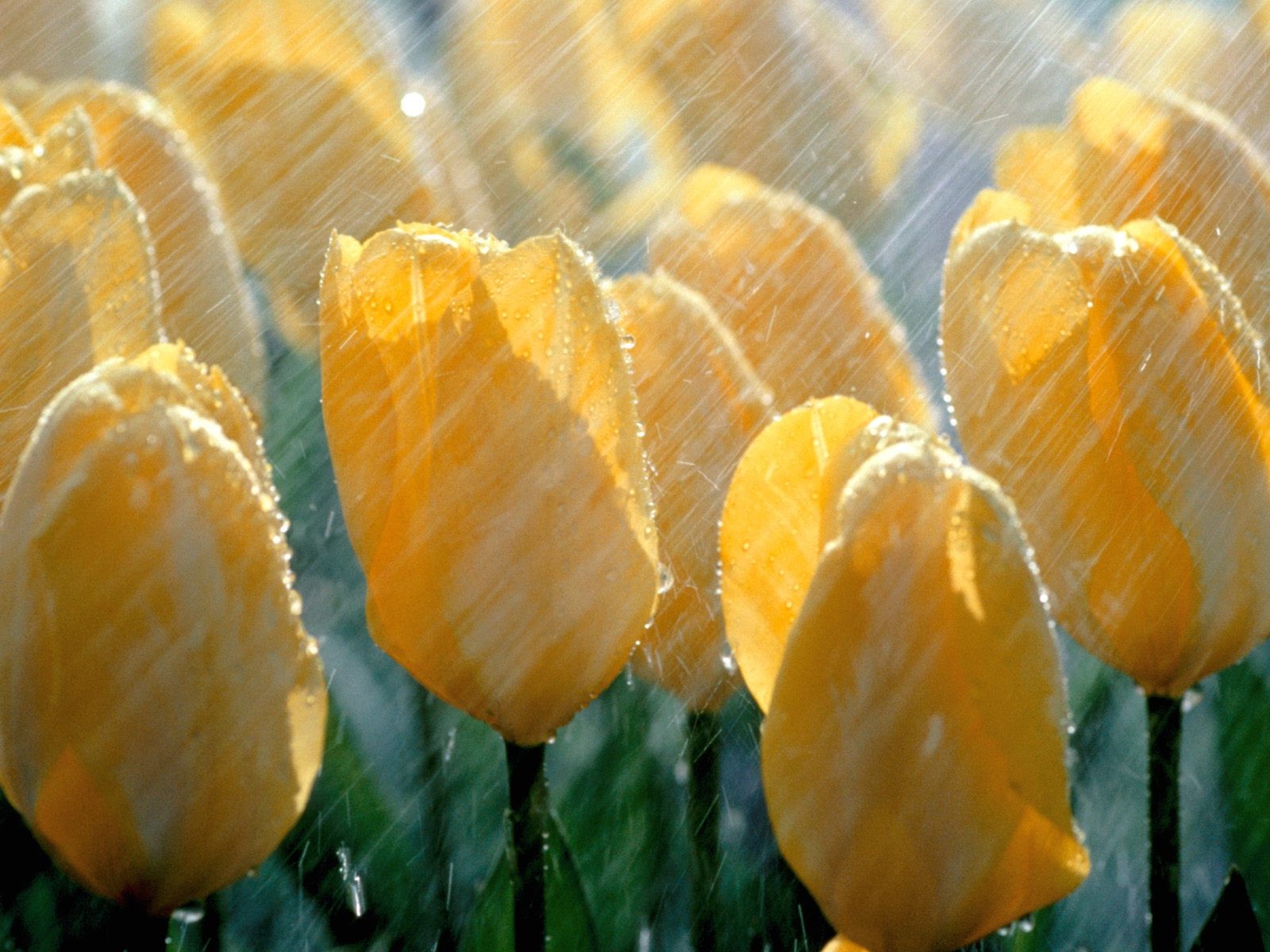 nature, Tulips, Flowers, Rain Wallpaper