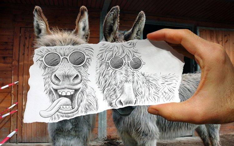 animals, Donkeys HD Wallpaper Desktop Background