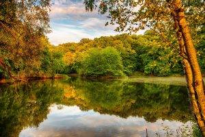 lake, Forest, Nature, Reflection, Trees