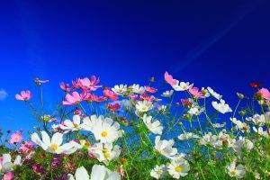 flowers, Nature, White Flowers, Pink Flowers, Cosmos (flower)