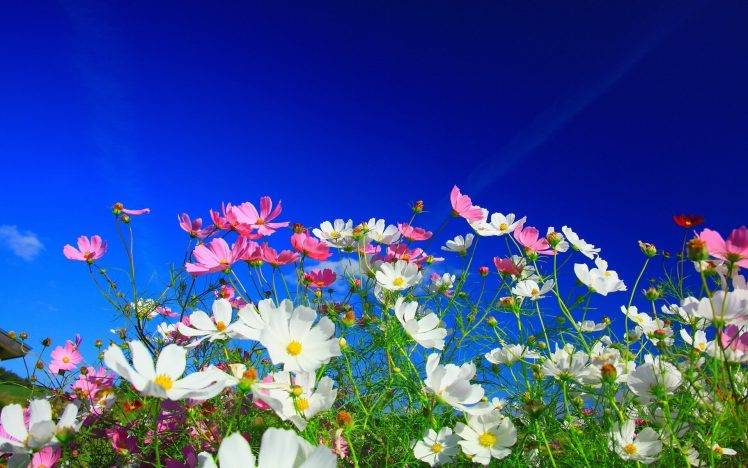 flowers, Nature, White Flowers, Pink Flowers, Cosmos (flower) HD Wallpaper Desktop Background
