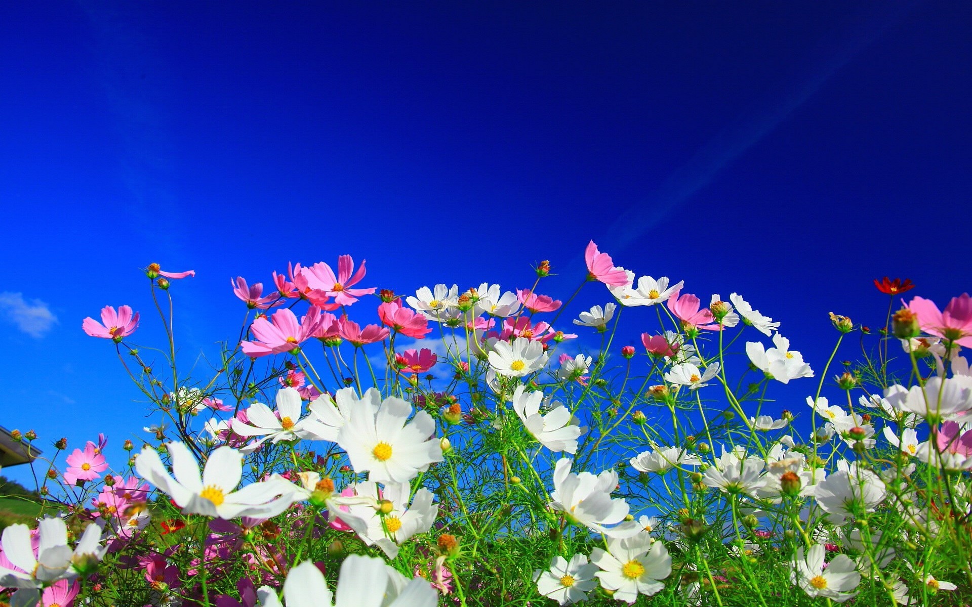 flowers, Nature, White Flowers, Pink Flowers, Cosmos (flower) Wallpaper