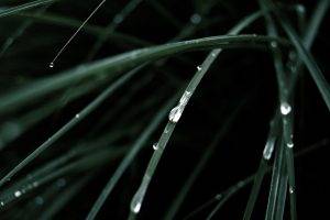 nature, Grass, Water Drops, Macro