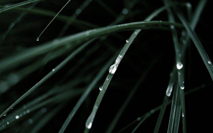 nature, Grass, Water Drops, Macro HD Wallpaper Desktop Background