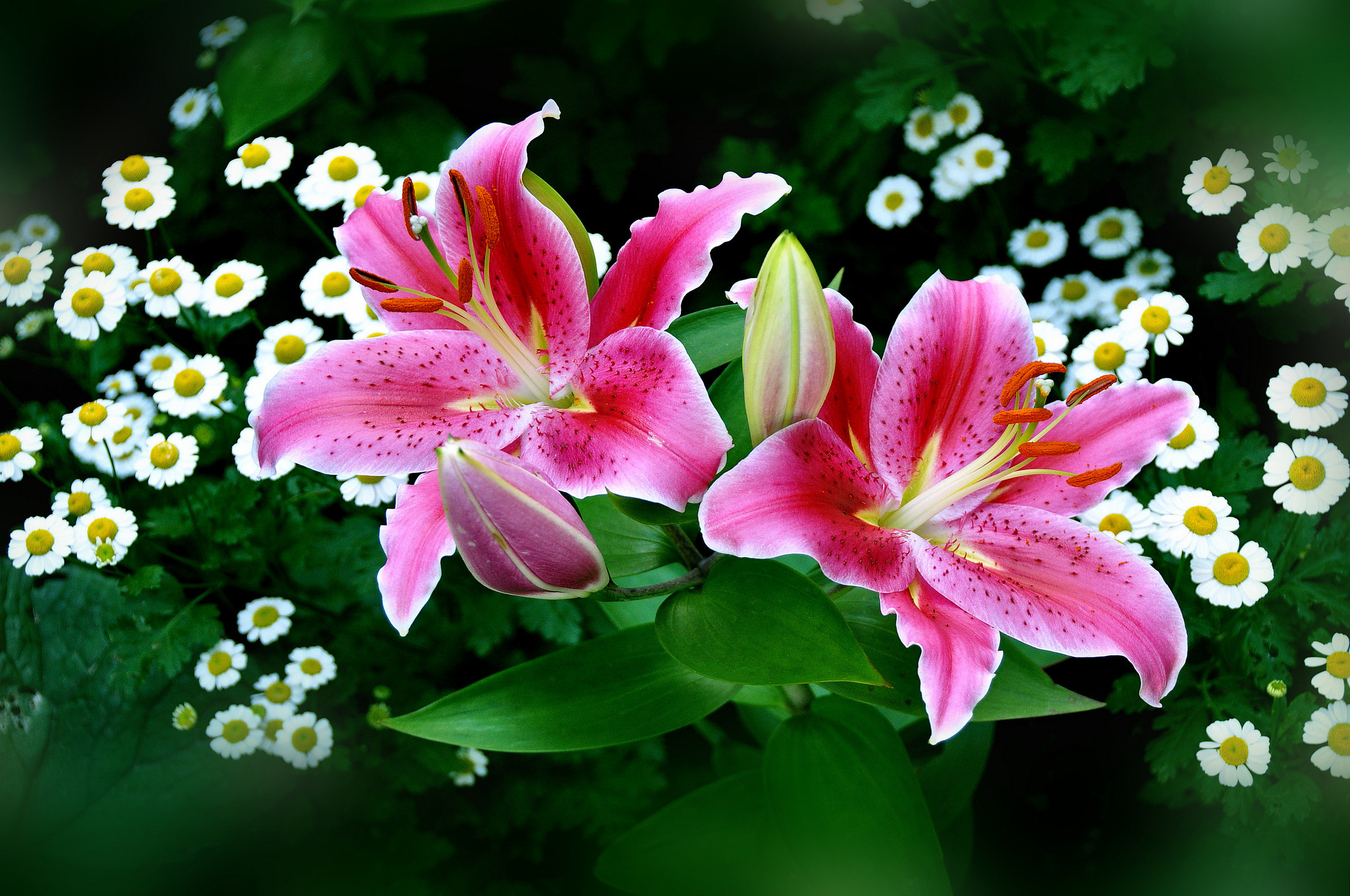 flowers, Nature, White Flowers, Pink Flowers, Lilies Wallpaper
