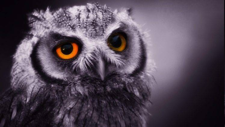 animals, Owl HD Wallpaper Desktop Background