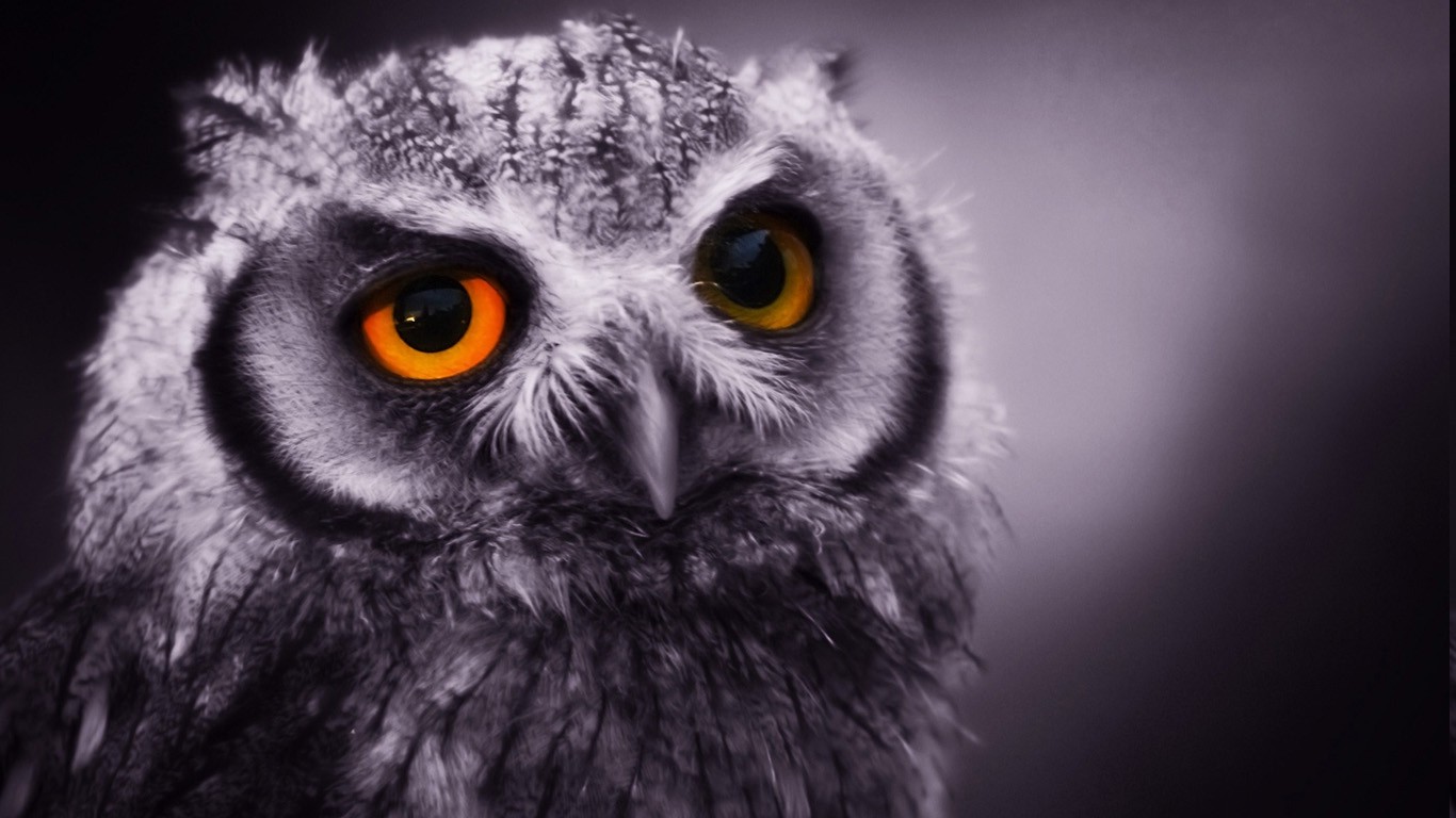 animals, Owl Wallpaper