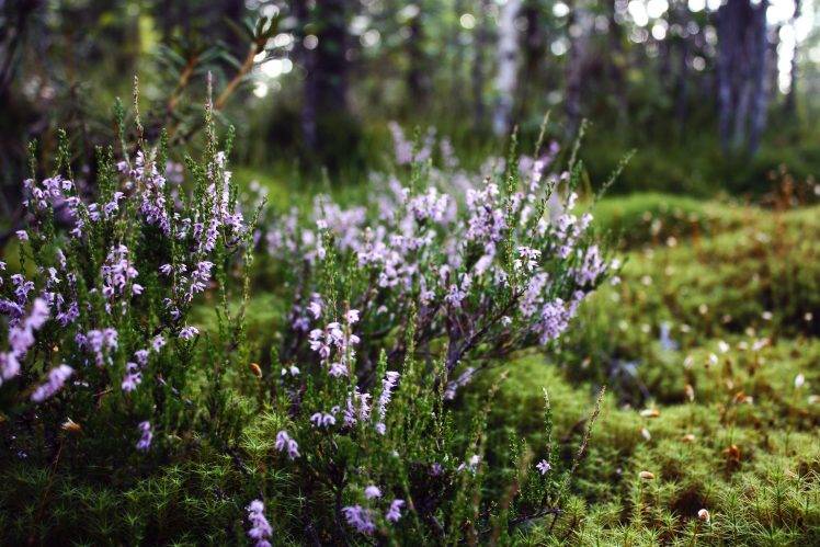nature, Landscape, Karelia, Flowers HD Wallpaper Desktop Background