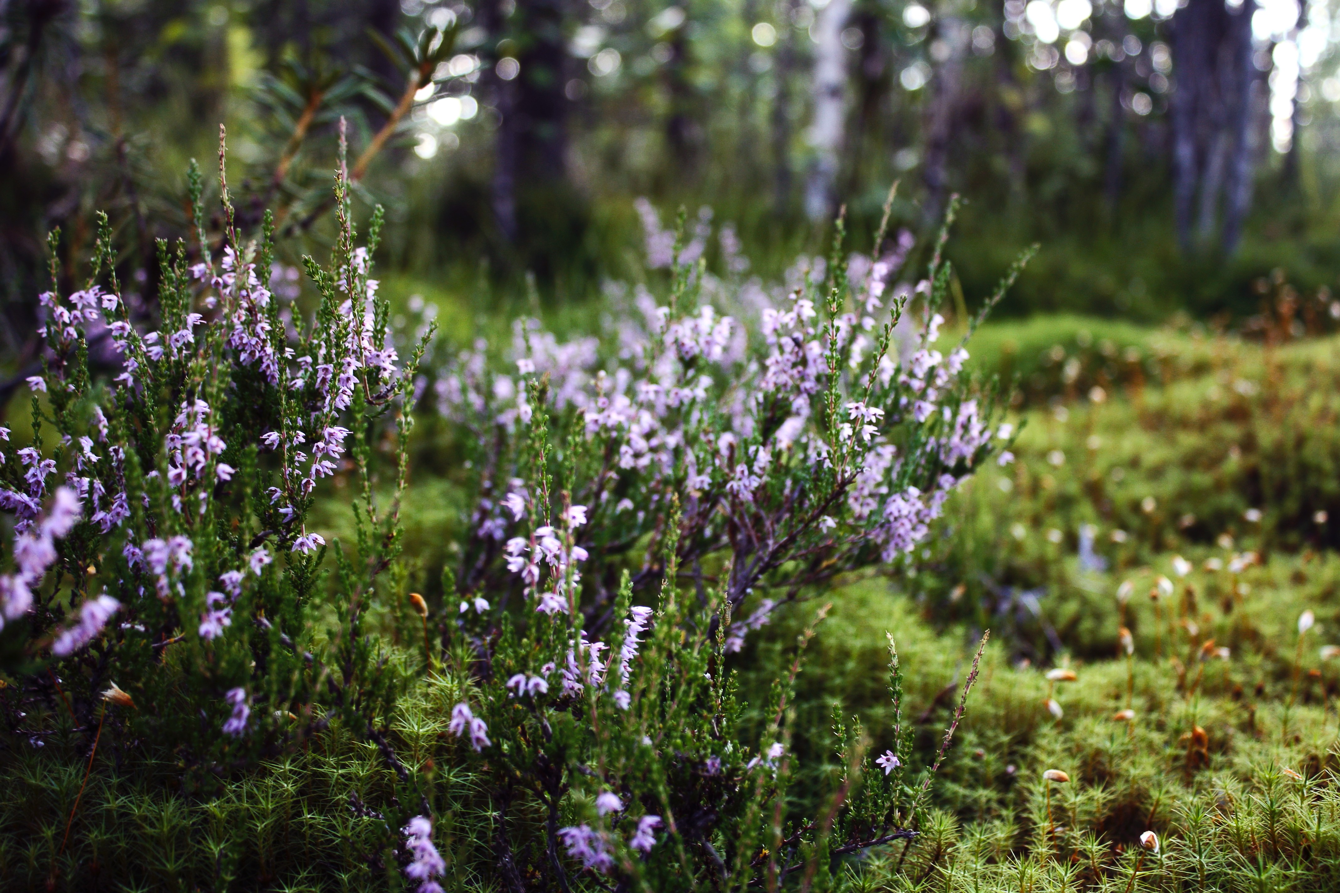 nature, Landscape, Karelia, Flowers Wallpaper