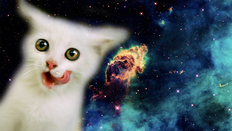 space, Stars, Cat HD Wallpaper Desktop Background