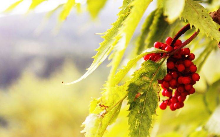 nature, Plants, Closeup, Berries, Leaves, Trees HD Wallpaper Desktop Background