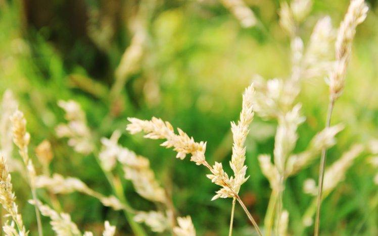 nature, Plants, Closeup, Grass HD Wallpaper Desktop Background