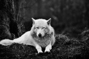 nature, Wolf, Monochrome