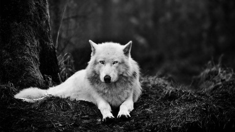 nature, Wolf, Monochrome HD Wallpaper Desktop Background