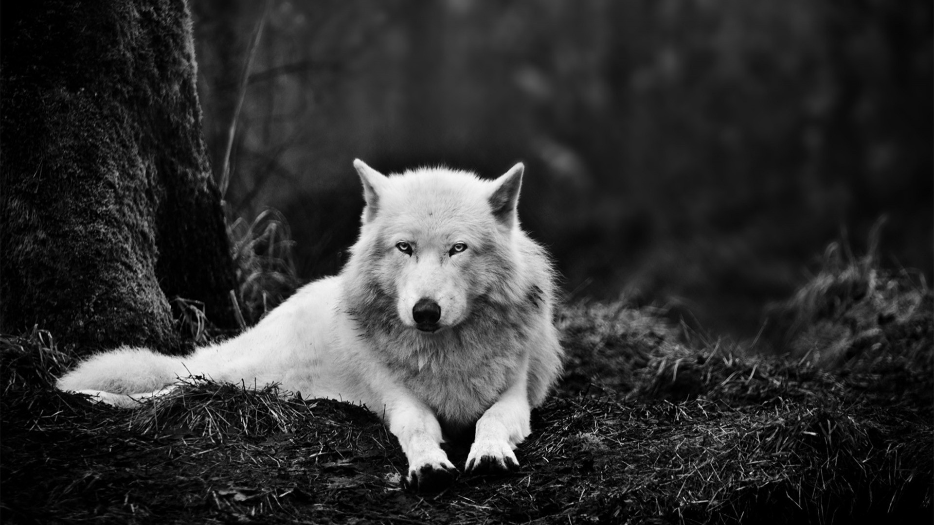 nature, Wolf, Monochrome Wallpaper